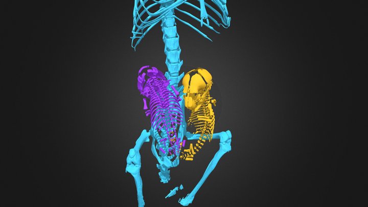 Soricomys kalinga with fetuses (FMNH 167309) 3D Model