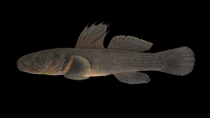 CC0 ヌマチチブ 🐟 Frog Goby, Tridentiger brevispinis – Free 3D Model STL