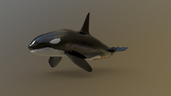 Orca 3D Model