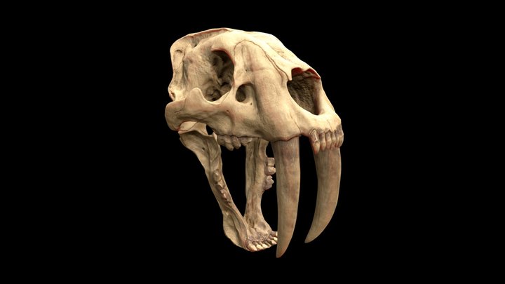 Smilodon Fatalis Skull 3D Model