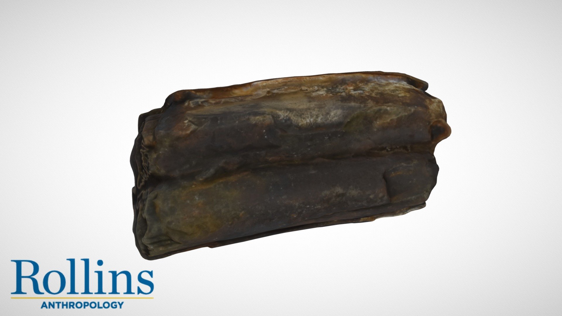 Pleistocene Horse Tooth