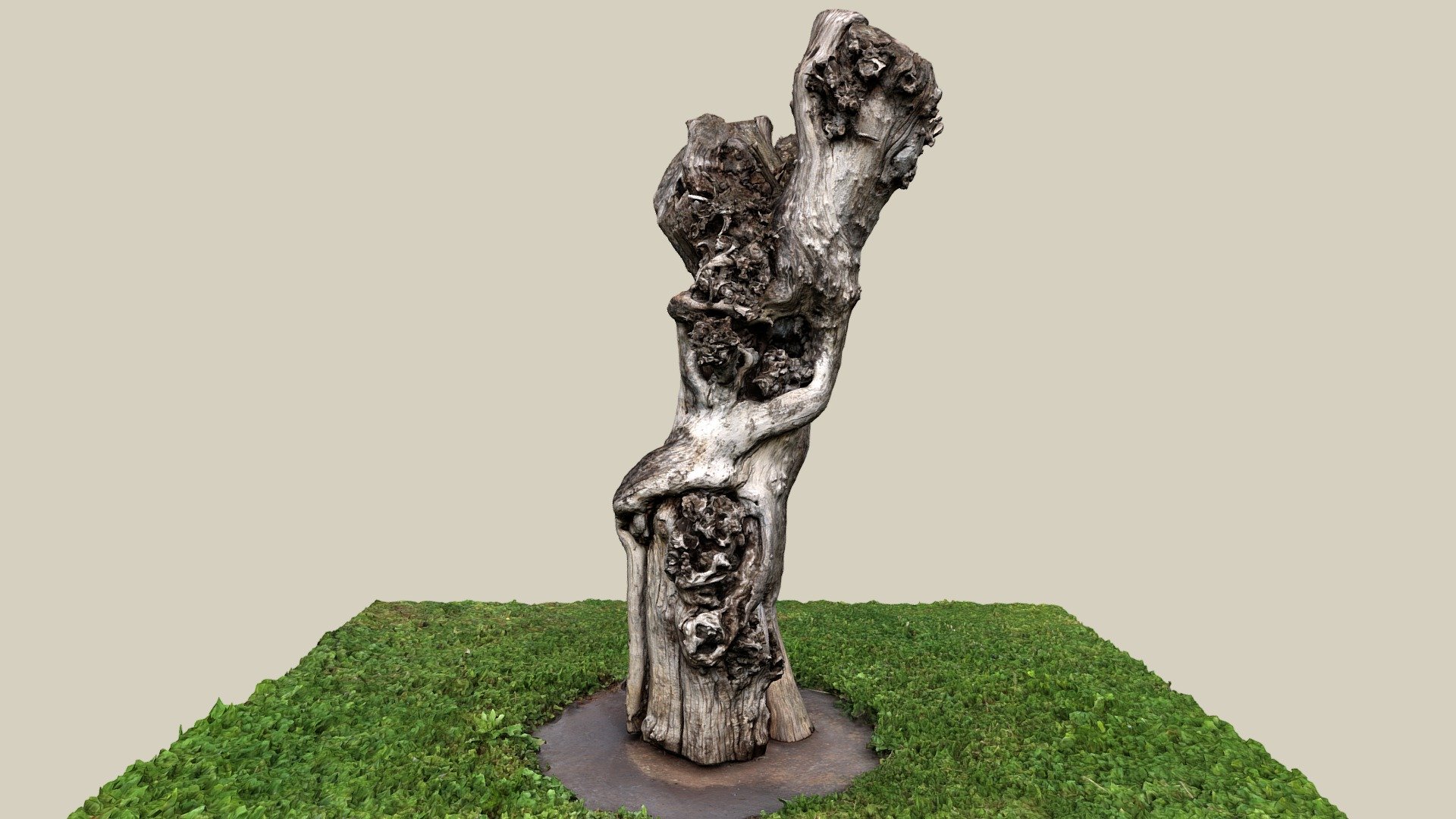 Maulbeerbaum — Sketchfab embed 3D viewer