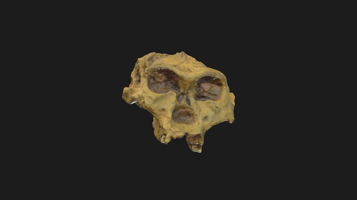 Mystery Hominin B 3D Model