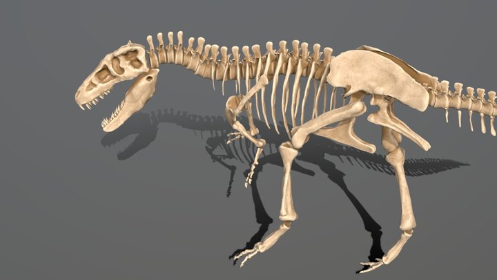 T-Rex Skeleton 3D Model
