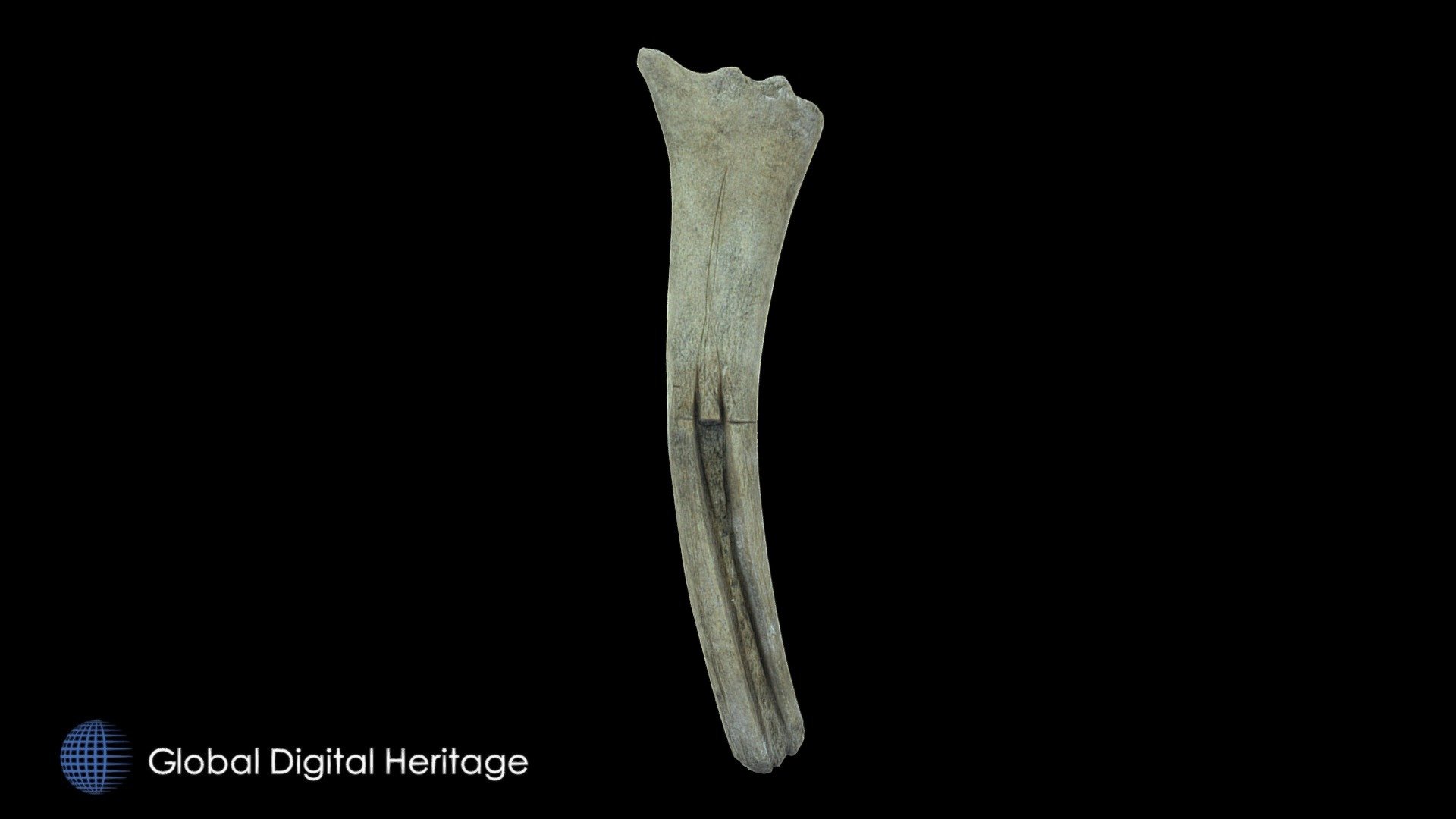 Grooved Caribou Antler, XCB-105-3675