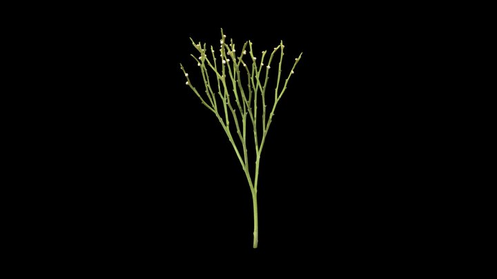 Psilotum nudum (Whisk fern) 3D Model