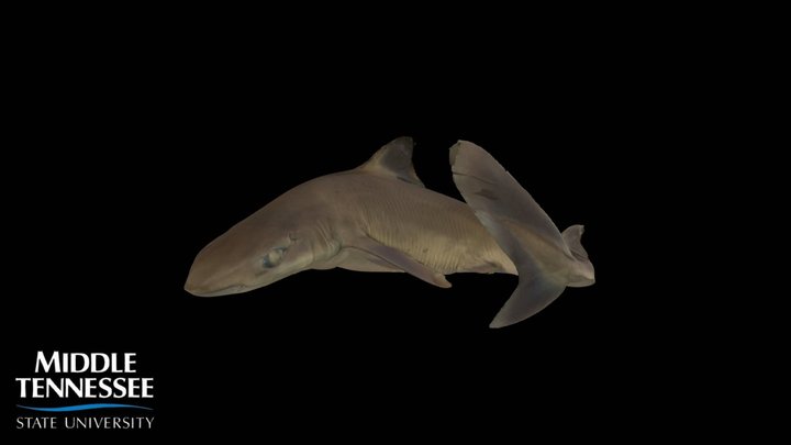 Spiny Dogfish - Squalus acanthias – Modello 3D gratuito STL