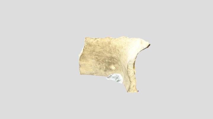 Potshard-2 3D Model
