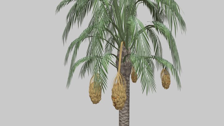 DatePalmAllen 3D Model