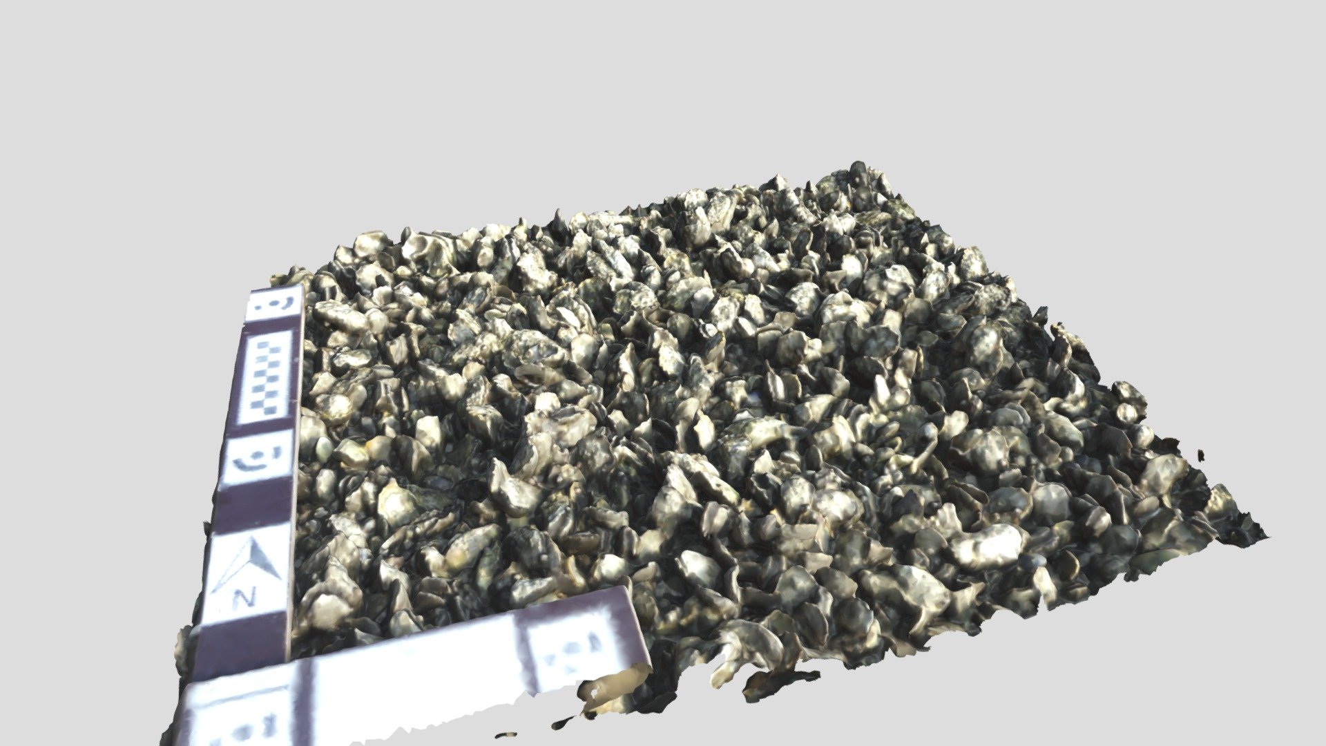Digital elevation model of an oyster reef
