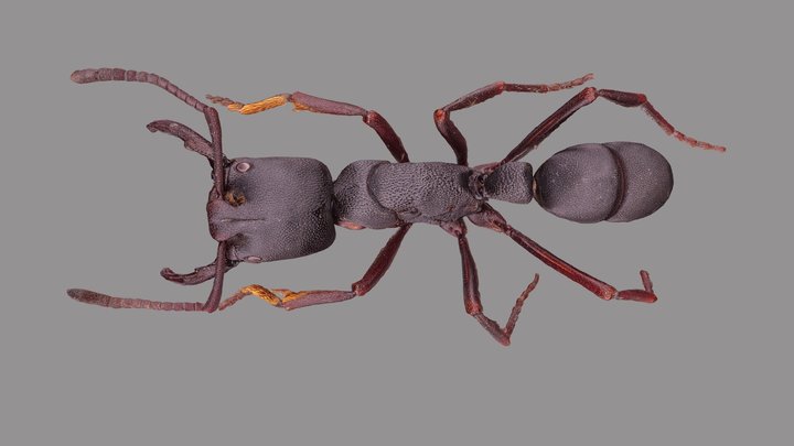 Ant Scans - A 3D model collection by C. J. Howard (@cjhoward) - Sketchfab