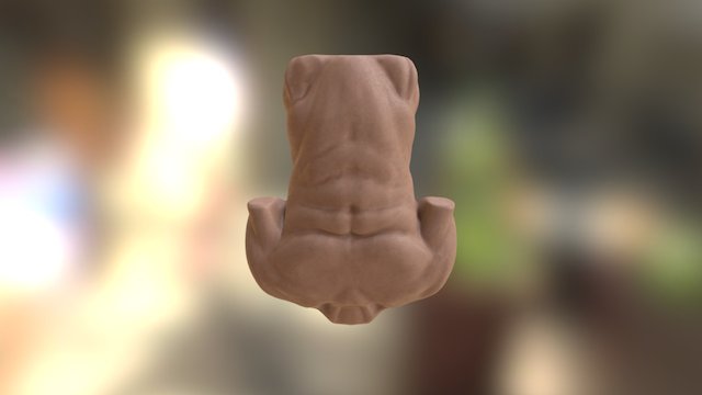 Torso 3D Model