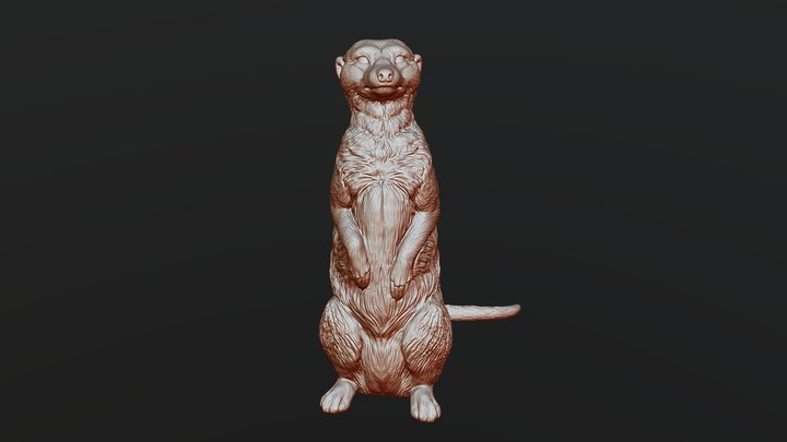 Meerkat 3D Model