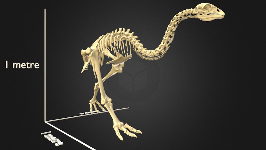 Little bush moa skeleton - Download Free 3D model by Auckland Museum (@aucklandmuseum) [b658205]