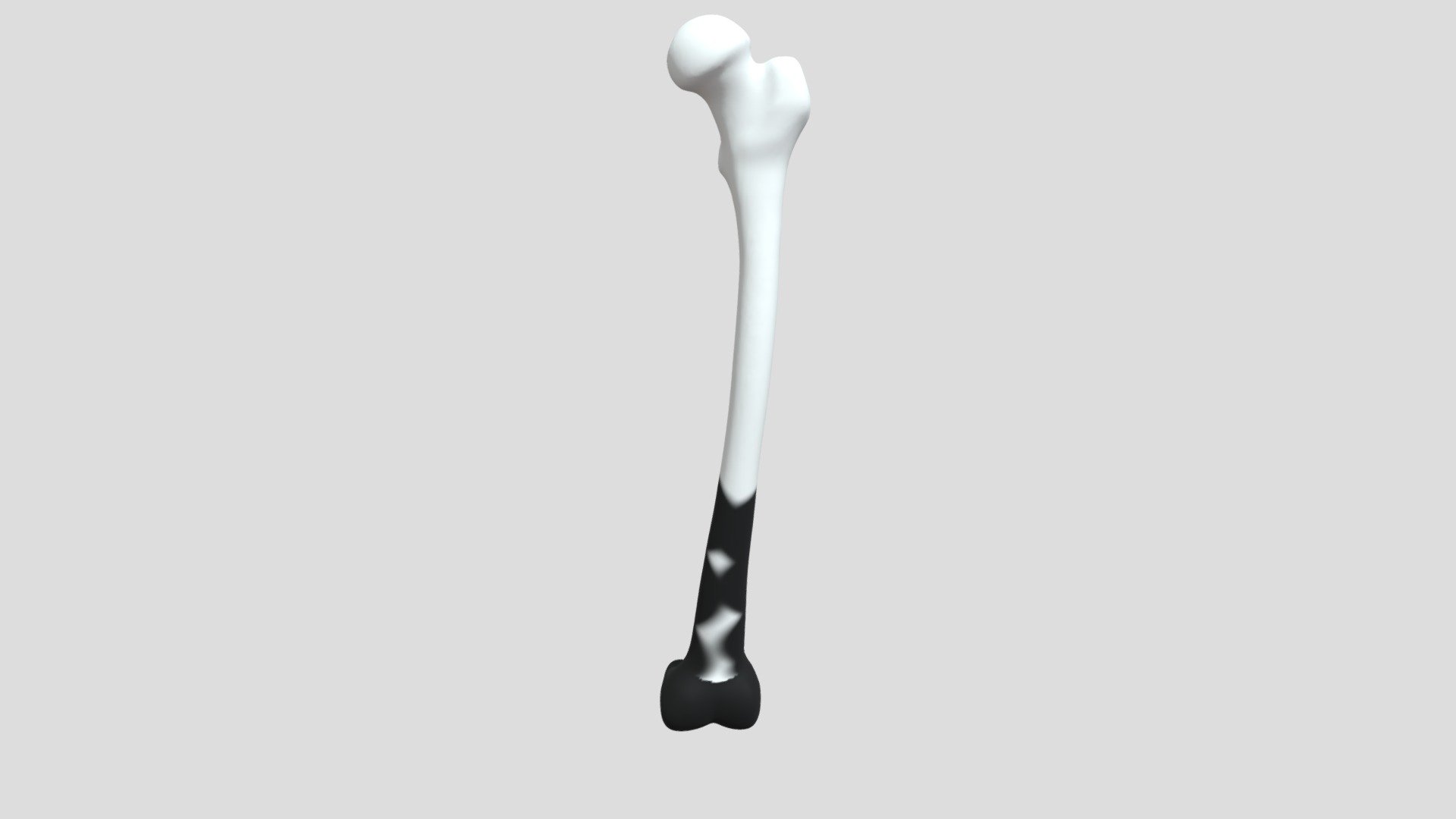 Fémur - 3D model by SNTNX [b65bd81] - Sketchfab