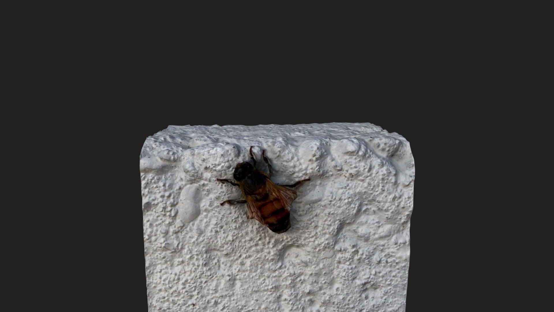 Day 242: Asian Honey Bee