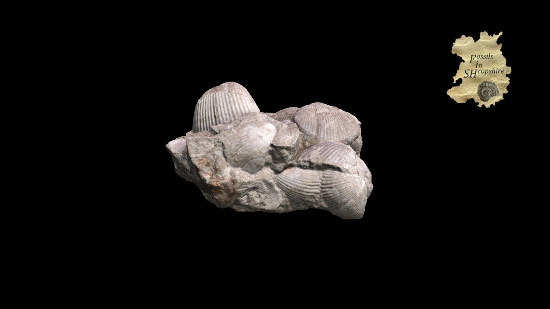 Brachiopod - Kirkidium knighti