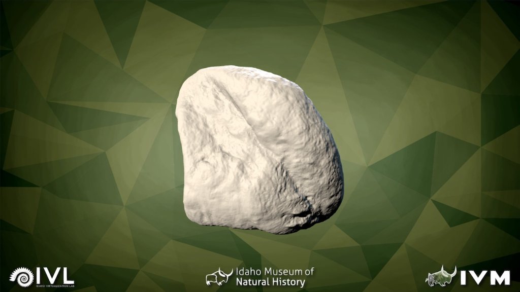 IMNH-75002-27- Sesamoid4