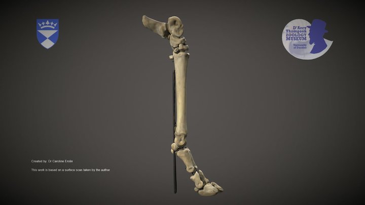 Skeletal sheep foot – Kostenloses 3D-Modell STL