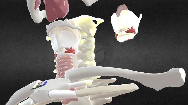 Airway model from showmethepocus.com 3D Model