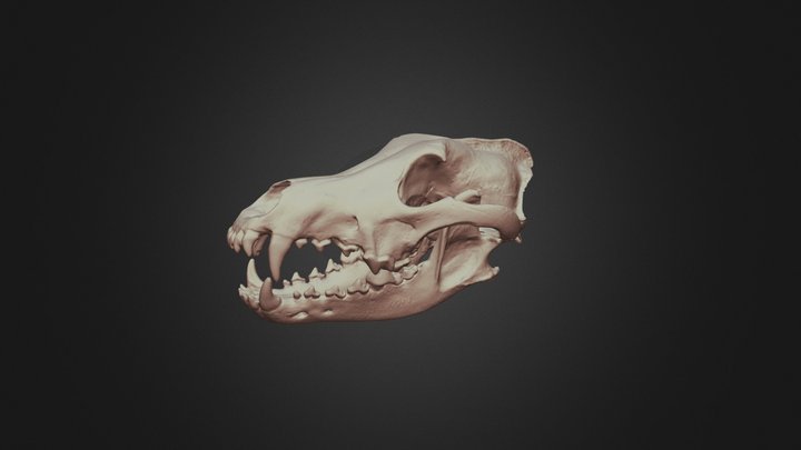 Wolf Skull 3D Model