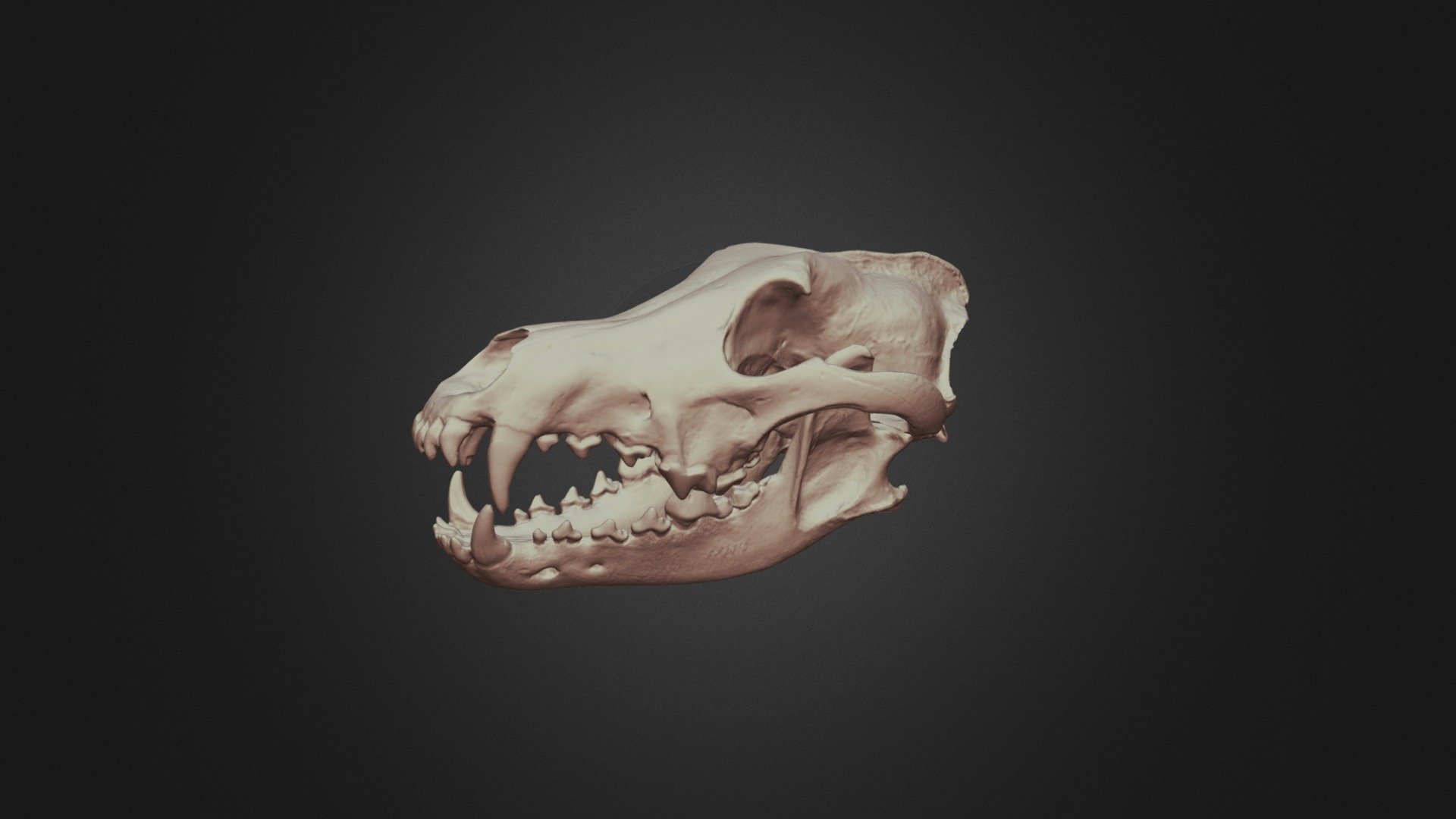 Wolf Skull 3d Model