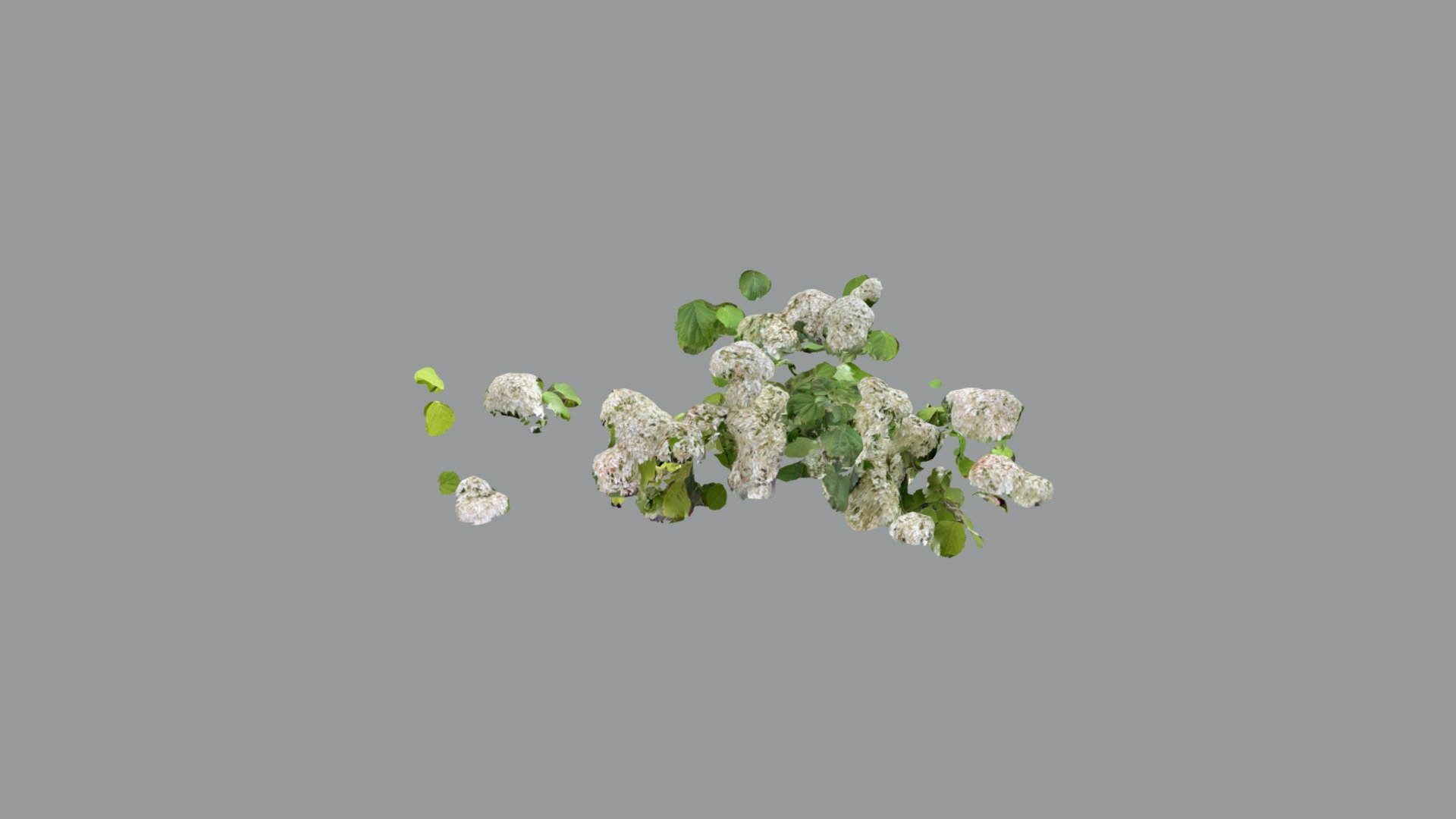 Flowers 5