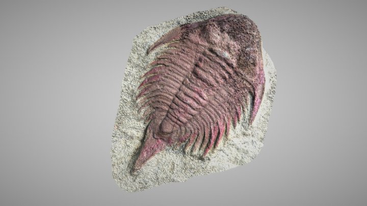 Lichida, Parvilichas marochii 3D Model
