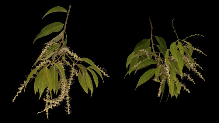 CC0 スダジイ Japanese Chinquapin, C. sieboldii – Modello 3D gratuito STL