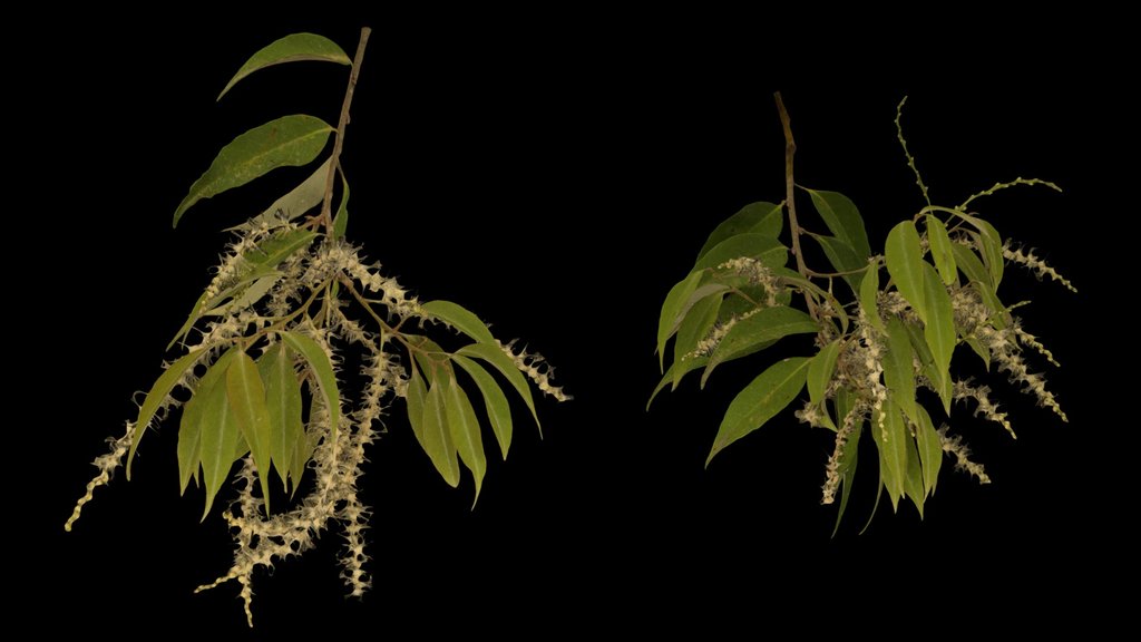 CC0 スダジイ Japanese Chinquapin, C. sieboldii