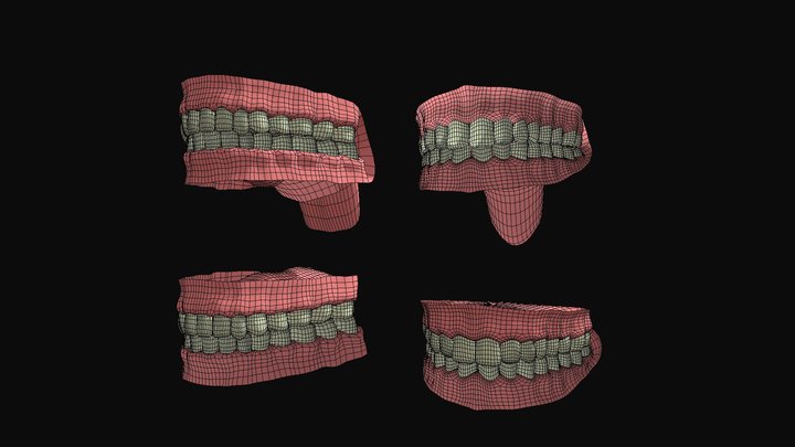 Free Teeth Base Mesh 3D Model