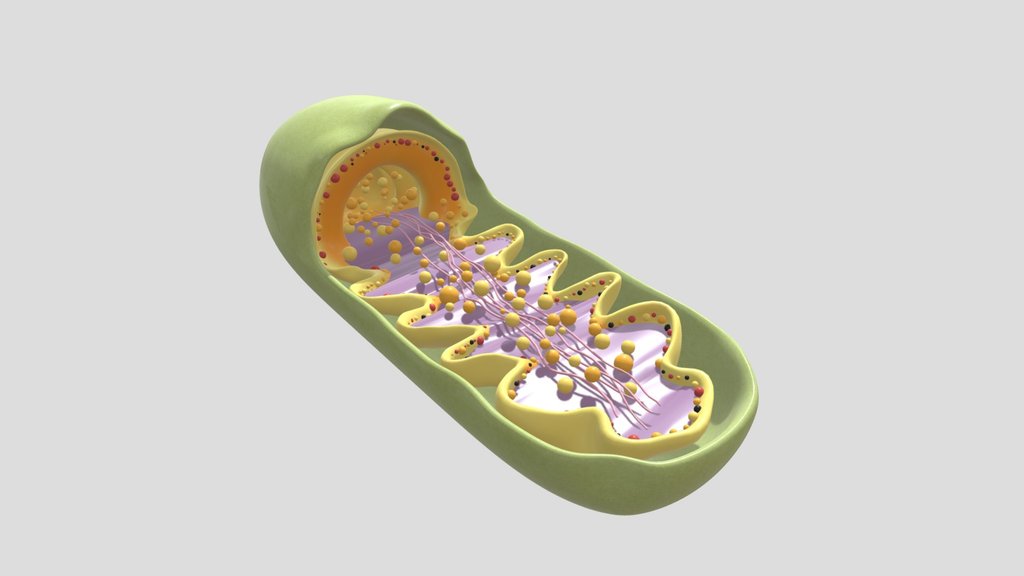 Mitochondria