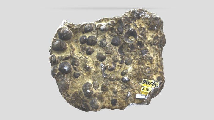 SL201b - Brachiopods 3D Model
