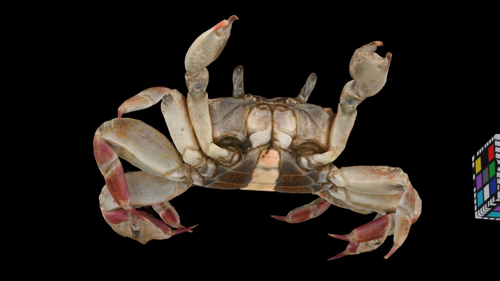 アリアケガニ ♂ Manicure Crab, Cleistostoma dilatatum