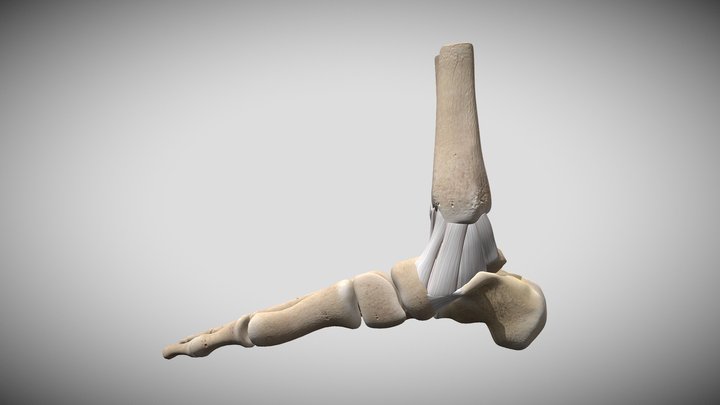 Ankle Anatomy 3D Model