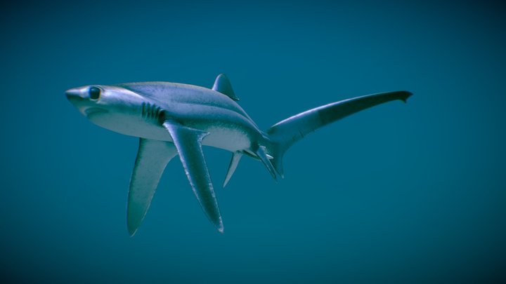 Bigeye Thresher Shark ♂ 3D Model