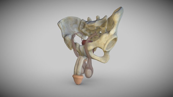 adult male reproductive system 3D Model