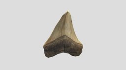 Shark Tooth - 3D model by heavybrush [b68373f] - Sketchfab
