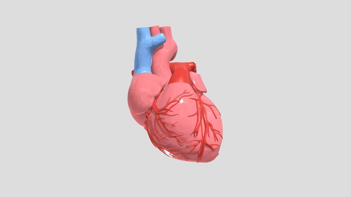 Heart Anatomy Test 3D Model