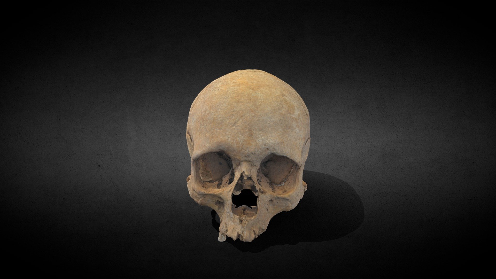 Roman skull 3D model by gpavlid (gpavlid) [b68616e