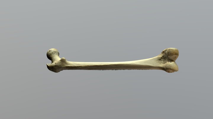 Femur 3D Model