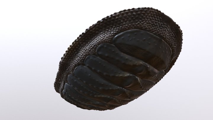 Chiton granosus 3D Model