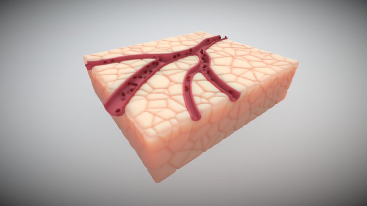 Blood Vessel (Cross Section) 1 3D Model