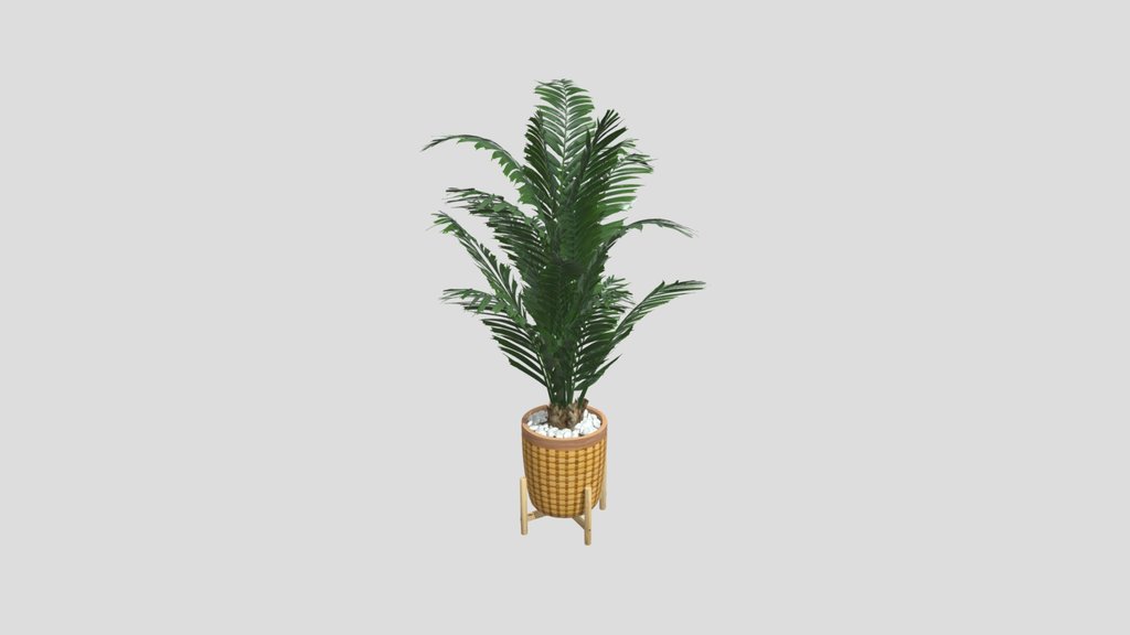 Potted Areca Palm