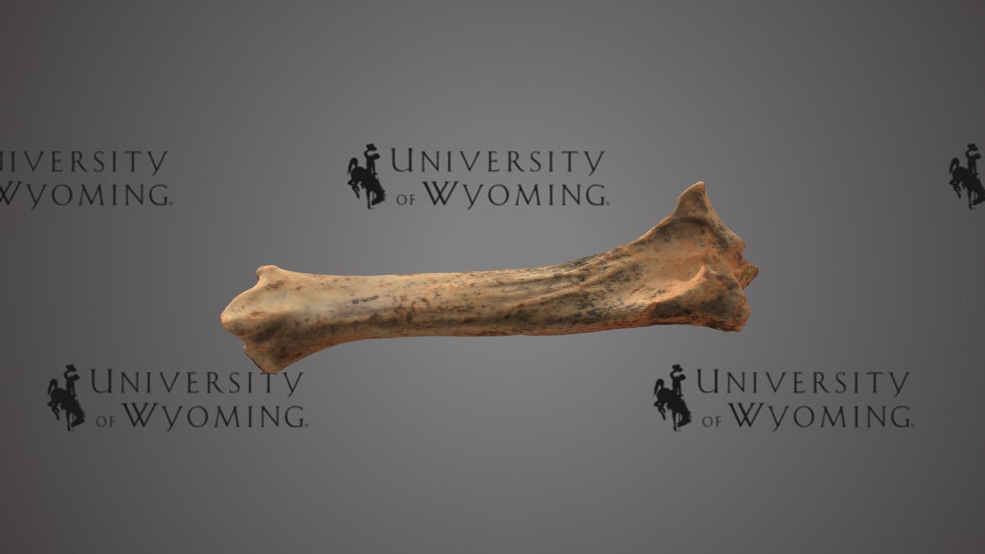 UW 51528 - Haringtonhippus francisci, Metapodial