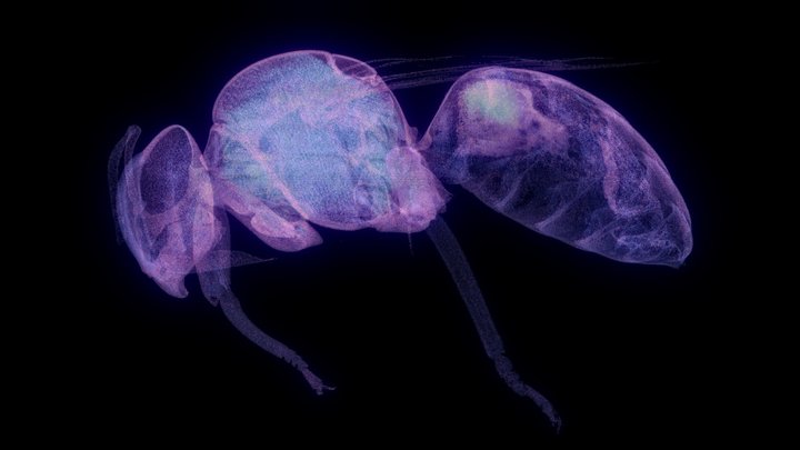 Xylocopa violacea - CT Scan - Point cloud 3D Model