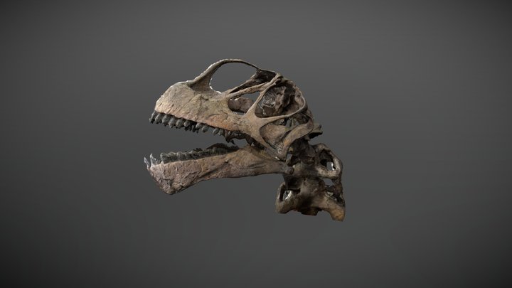 Camarasaurus - Skull 3D Model