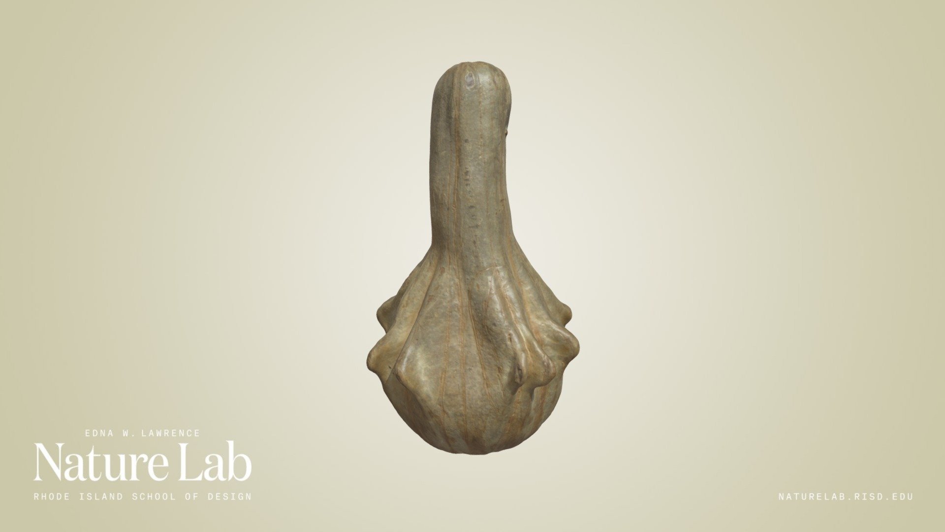 Gourd