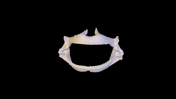 Edwards_Spinydogfish(Med50) 3D Model