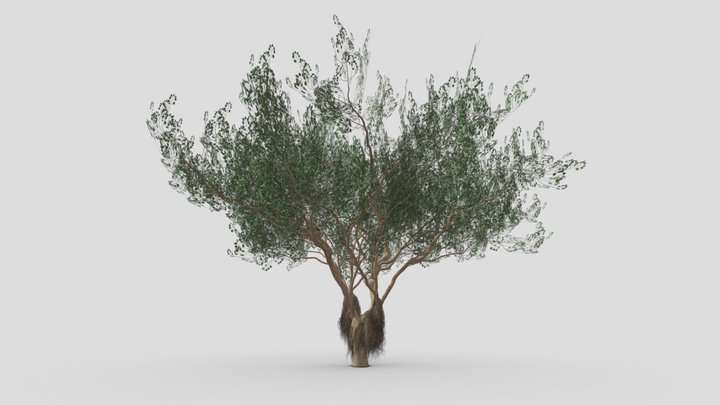 Ficus Benjamina Tree-S12 3D Model